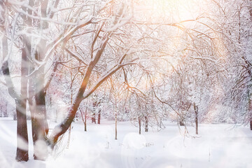 Winter landscape. Forest under the snow. Winter in the park.