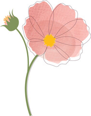 Pink cosmos watercolor vector illustration isolated in white background