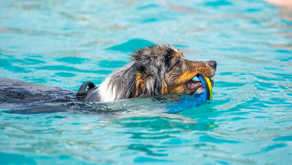 border collie dog swimming in water with a toy in his mouth on a sunny day