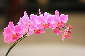 Close-up close-up of a beautiful pink Phalaenopsis orchid on a blurred background, ideal for use as backgrounds and textures. - obrazy, fototapety, plakaty
