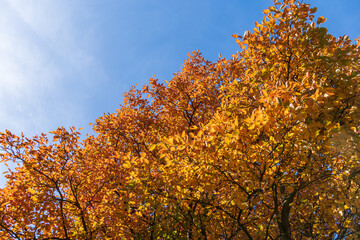 Fototapeta na wymiar Felsenbirne mit Herbstlaub
