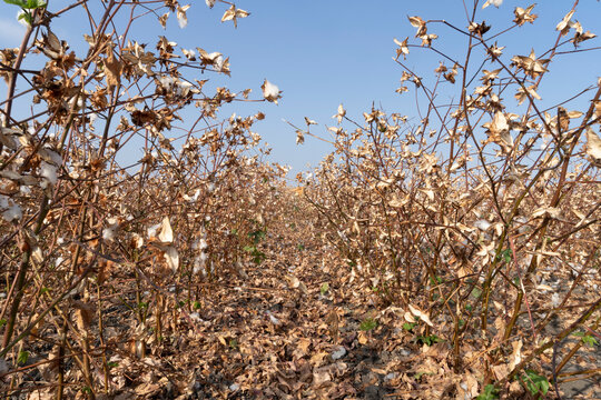 "Cotton Fields" Bilder – Durchsuchen 102 Archivfotos, Vektorgrafiken ...