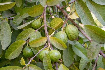 Ripe guavas on the tree before picking