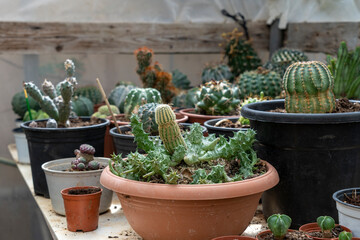 Cacti and succulents experiment laboratory