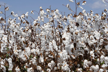 White cotton field just before picking