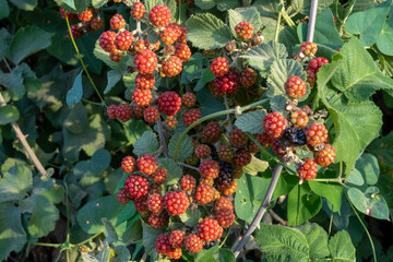Wild raspberries grow in the wild