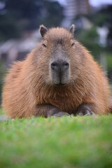 capybara in the grass