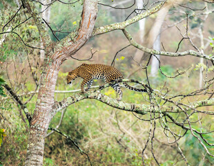 leopard in the tree © zain