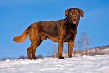 Chocolate Labrador Retriever standing in snowy field,  blue sky, copy space