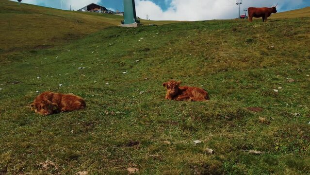 Buffalo highland cows on the hills of Cesede in Italy