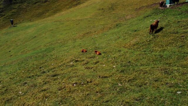 Buffalo highland cows on the hills of Cesede in Italy