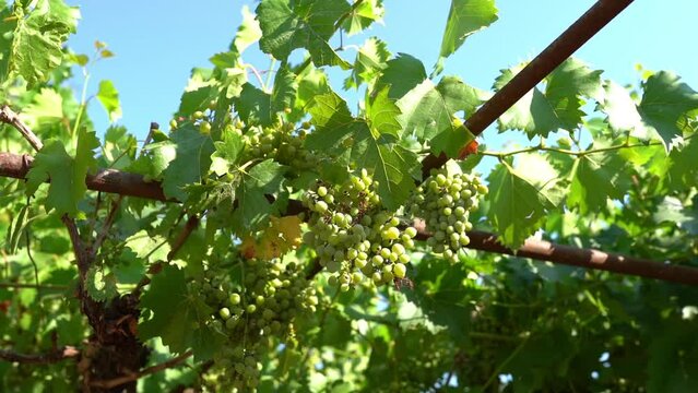 Bunches of grapes growing and ripening on sunlight, grapes cultivation on rural vineyard plantation. Green grapes harvest for production of exclusive white wine, agribusiness concept