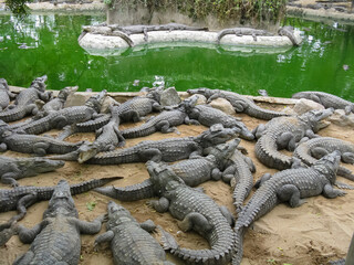Selective focus image of Crocodiles basking under the sun on sand next to a pond 