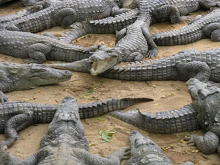 Fototapeta na wymiar Selective focus image of Crocodiles basking under the sun on sand next to a pond 