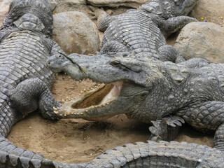 Fototapeta premium Selective focus image of Crocodiles basking under the sun on sand next to a pond 