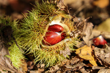 Fallen sweet chestnuts in an open shell lying on the forest ground.Castanea sativa is a species of the flowering plant which edible seeds are referred to a common name Sweet Chestnut.