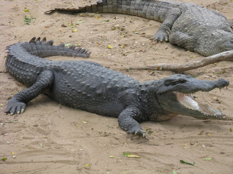 Selective focus image of Crocodiles basking under the sun on sand next to a pond 