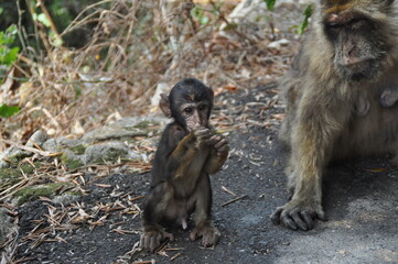 Monkeys of Gibraltar