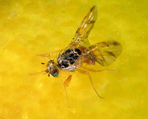 Mediterranean fruit fly or medfly, Ceratitis capitata (Diptera: Tephritidae) is the dangerous pest...