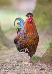 Red rooster free range in garden