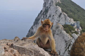Monkeys of Gibraltar