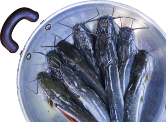 raw catfish in a pan on isolated background 
