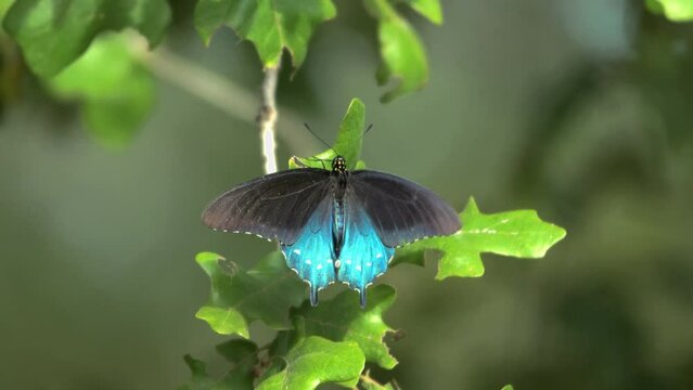 Pipevine swallowtail Butterfly with wings in full spread in bright sun