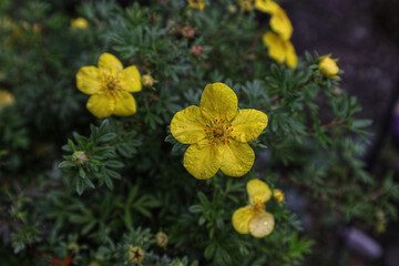 Blüten, Blumen, Hecke, gelb, Blüte