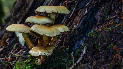Pilze in einer Gruppe im Wald