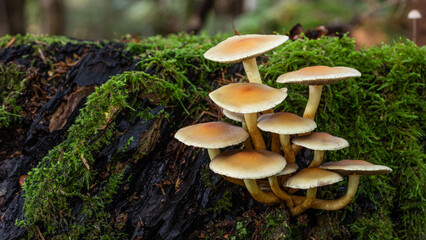 Pilze im Wald © AL-U-MA