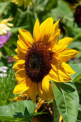 Sydney Australia, common sunflower with bright yellow petals in sunshine