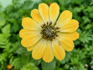 Yellow Zinnia elegans flower in Romania