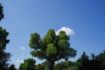 Obraz premium ぽっかりと浮かんだ雲