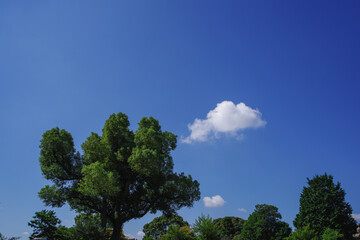 ぽっかりと浮かんだ雲