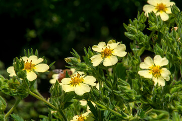 Sydney Australia, yellow flowers of a potentilla reptans or creeping cinquefoil in the sunshine