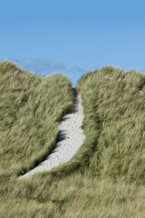 Des pas sur un chemin à travers les dunes. Traces de dunes entre les prairies. Scène de nature de dunes venteuses. Longue herbe dans le vent. Ameland, Pays-Bas dunes avec un chemin vers la plage. Île des Pays-Bas.