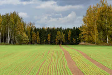 a beautifully sunlit green meadow where yellow-green birches can be seen in the distance in autumn
