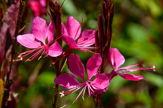 Sydney Australia, bright pink flowers of a oenothera lindheimeri or lindheimer's beeblossom plant