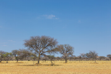 African savannah during a hot day. Namibia.