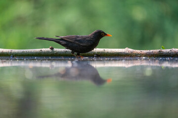 Common blackbird (Turdus merula)