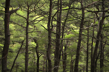 Obraz premium A picturesque pine grove on a rocky shore. Fancy tree trunks on a beautiful green background of needles.