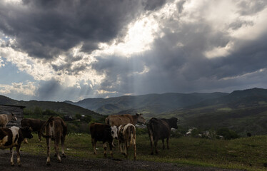 Cows in mountains in Armenia