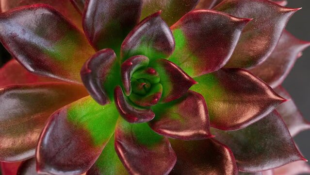 Succulent Echeveria Alfred Graff, top view clos up shot, slowly spinning, Fibonacci golden ratio concept