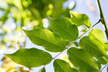 Wisteria leaves seen against blue sky with drops of rain still visible, in the morning light
