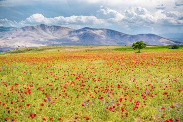 Mohnfelder, Mohnblüte, Mohnblumen 