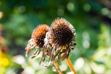 The Echinacea after blooming in late summer in a garden	