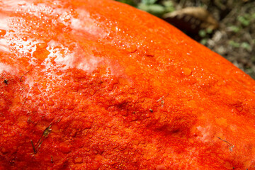 Pumpkin background: a pumpkin being grown in a garden in close up	
