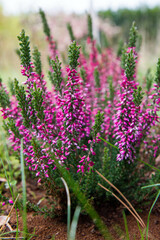 Fototapeta premium Common heather (Calluna vulgaris) blooming