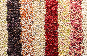 Background from different types of beans in rows, economically important legume, top view
