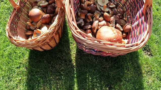 Steinpilz und Maronen-R&ouml;hrling in einem Flechtkorb